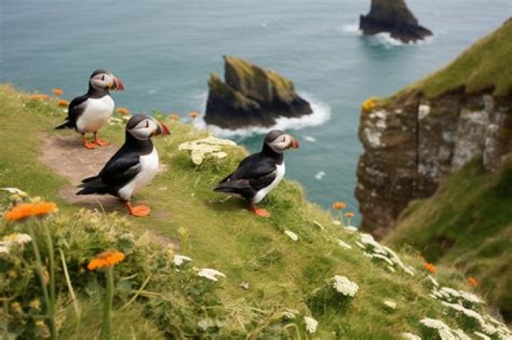 160,000 puffins summer on the cliffs