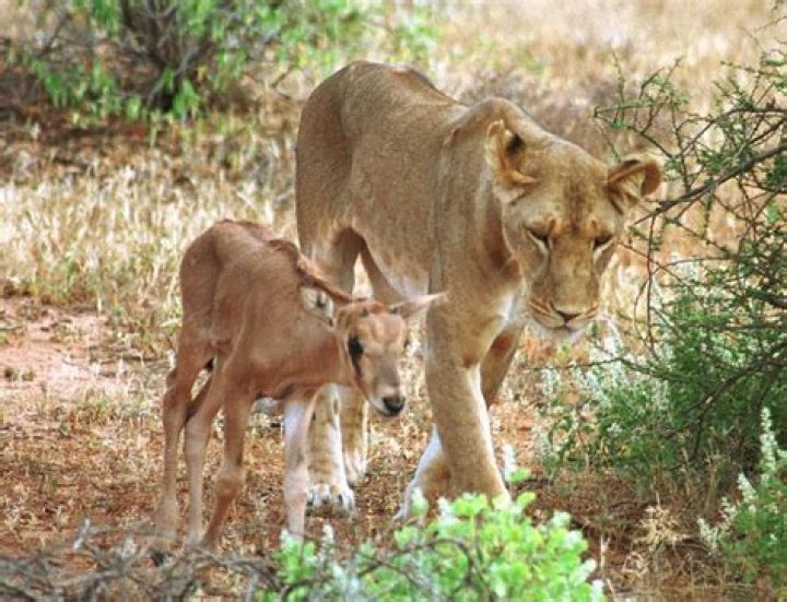 18 Kind Animals That Adopted Other Species