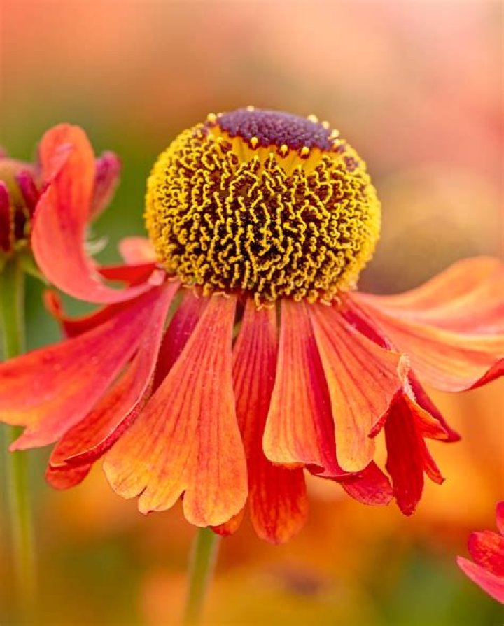 86 Best Types of Flowers (With Pictures!) for Your Garden