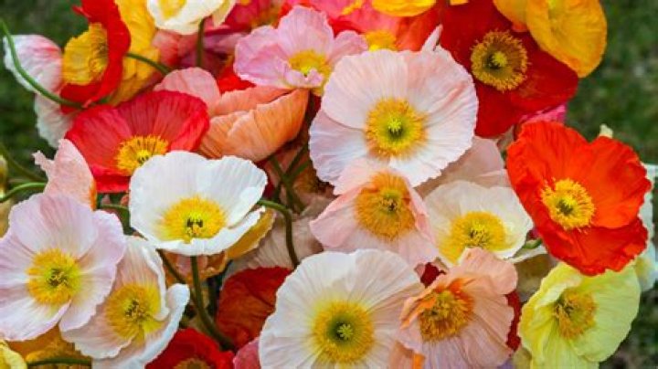 Appalachia: The Happy Poppies Of Handshoe Holler