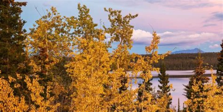 Celebración del Festival de Medio Otoño en Canadá