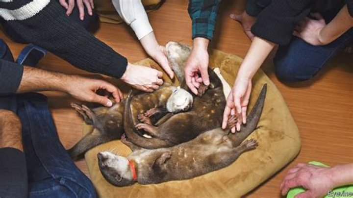 Demand for pet otters is driving a harmful trade