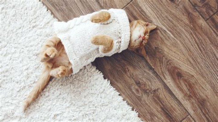 How to pick the purr-fect flooring when you have a pet