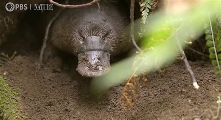 Pete Walsh films rare footage of a baby platypus in the wild