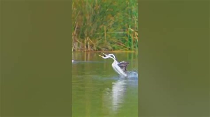 Rare footage of the Hooded Grebe courtship dance