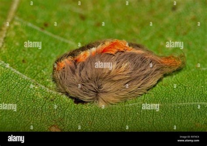 The flannel moth caterpillar is furry, brightly colored, & venomous